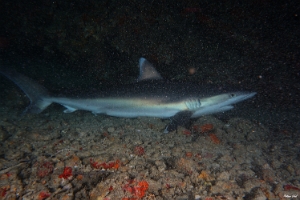 Maldives 2021 - Requin pointes blanches de recif - Silvertip shark - Carcharhinus albimarginatus - DSC00619_rc
